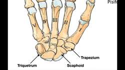 Bones and Joints of the Hand Instructional Video
