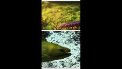 Revealing the Mystery of prehistoric, alien-like tully monster Instructional Video