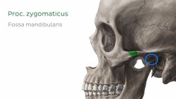 Os temporale (Schläfenbein) Instructional Video