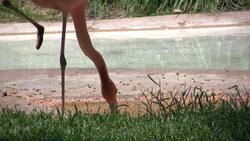 Flamingos! Fun Flamingo Facts for Kids Instructional Video