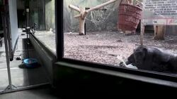 CLEAN : Czech monkeys socialise via Zoom during lockdown News Clip