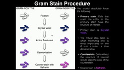 Lab Exercise 3: Heat Fixing and Gram Staining Instructional Video