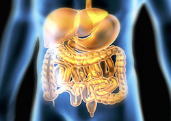 Digestión Instructional Video