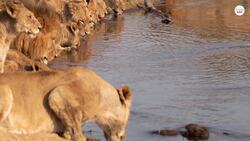 Lion vs Tiger: Which Would Win In A Fight? Instructional Video