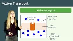 Active Transport: Moving Substances Against Concentration Gradient Instructional Video