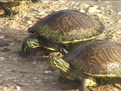 Introduction to Reptiles Instructional Video