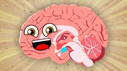 The Brain Is The Boss of Your Body! | KLT Anatomy Instructional Video