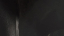 Moose close-up Stock Footage