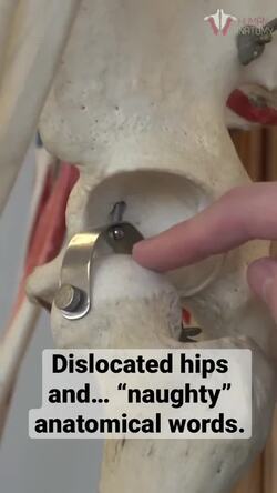 Bones of the Hip Joint: Understanding the Acetabulum and Femur Instructional Video