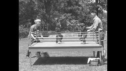 Chimpanzees in boxing match at zoo in St. Louis, MO News Clip
