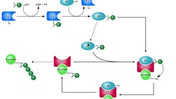 Protein Metabolism | Ubiquitination of Proteins & the 26S Proteasome Instructional Video