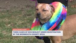 Monmouth SPCA: 3 dogs were neglected, abused in separate incidents; owners sought News Clip