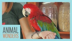 Meet And Greet: Scarlet the Green Wing Macaw Instructional Video