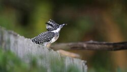 Kingfisher bird : adult Crested kingfisher (Megaceryle lugubris) Stock Footage