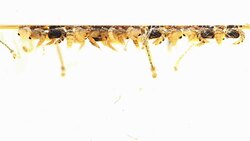 Mosquitos larva, Example in the laboratory - scientific research and development concept. Stock Footage