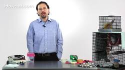 How to Care for a Sugar Glider's Pouch Instructional Video