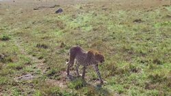 cheetahs hunting in savanna at africa Stock Footage