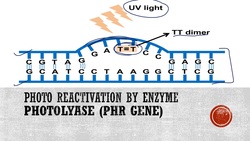 Photoreactivation or Light Repair of DNA Instructional Video