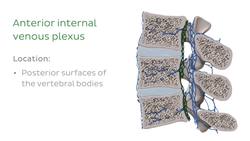 Veins of the vertebral column Instructional Video