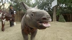 Opposites Attract! Two Very Different Animals Have a Playdate Instructional Video