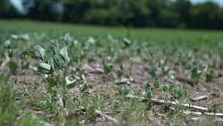 Veteran lobbies Congress to help raise money for service dogs News Clip