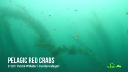 The Little Lobster That Reveals Climate Instructional Video