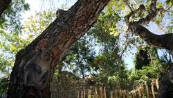 Monkeys in Uluwatu Forest in Bali Stock Footage