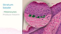 Integumentary system Instructional Video