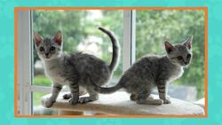 I WONDER - How Big Are Cats? Me Pregunto - Qué Tan Grandes Son Los Gatos? Instructional Video