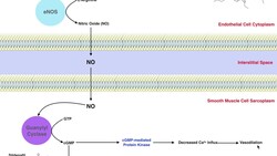 Biosignaling | Viagra (Sildenafil) Mechanism of Action Instructional Video