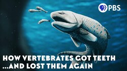 How Vertebrates Got Teeth... And Lost Them Again Instructional Video