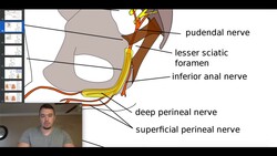 The Pudendal Plexus, Levator Ani Nerve, & the Coccygeal Plexus Instructional Video