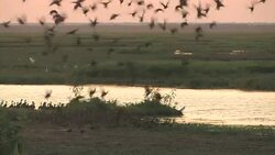 Flock of Plumed whistling-ducks (Dendrocygna eytoni) taking off together Stock Footage