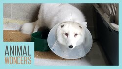 Arctic Fox Emergency Surgery! Instructional Video