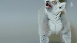 Ring-tailed lemurs, survival in shrinking habitats Instructional Video