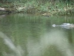 What Is a Reptile?: Introduction Instructional Video