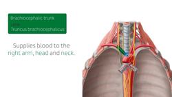 Esophagus in situ Instructional Video