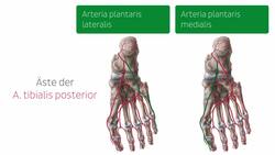 Nerven und Blutgefäße des Fußes Instructional Video