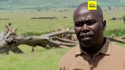 Kenya's rhinos get their ears notched for tracking and protection News Clip