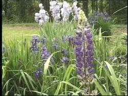 Plant Reproduction: Angiosperm Reproduction Instructional Video