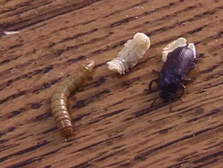 Ciclos de vida: ciclo de vida de los insectos Instructional Video