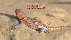 I WONDER - Why Do Reptiles Have Scales? Instructional Video