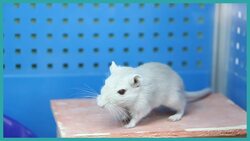 Should We Keep Using Lab Rats? The Debate Over Model Organisms Instructional Video