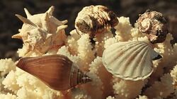 Seashell beach Sunlights hd footage Stock Footage