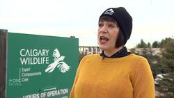 Animals get rehabilitation after hailstorm injuries News Clip