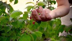 An elderly woman collects raspberries at sunset. Organic food. Stock Footage