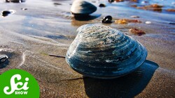 The Secret To Saving The Oceans Is In… Clams? Instructional Video