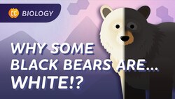 Microevolution: What's An Allele Got to Do With It?: Crash Course Biology #12 Instructional Video