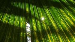 palm leaf Stock Footage