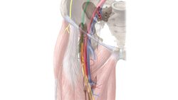 Vastus lateralis muscle (3D) Instructional Video